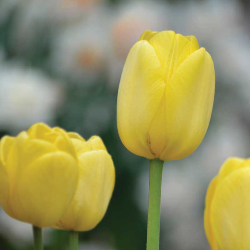 Darwin-tulipan 'Golden Apeldoorn'