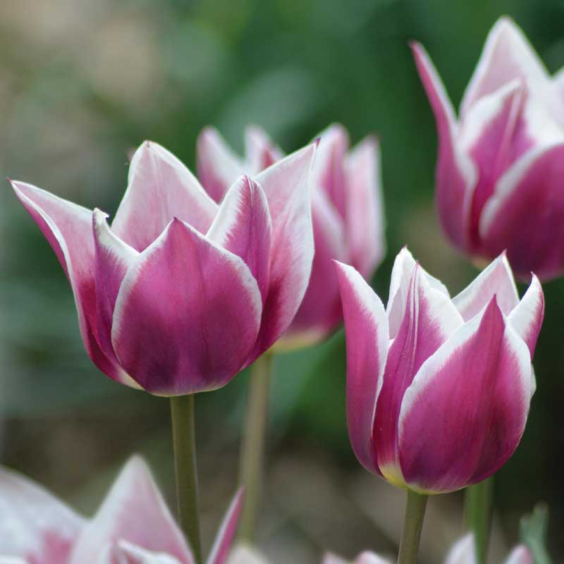 Liljeformet tulipan 'Claudia'