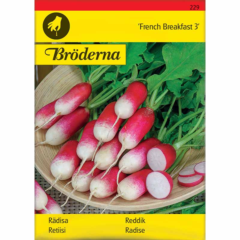 Radise 'French Breakfast 3'