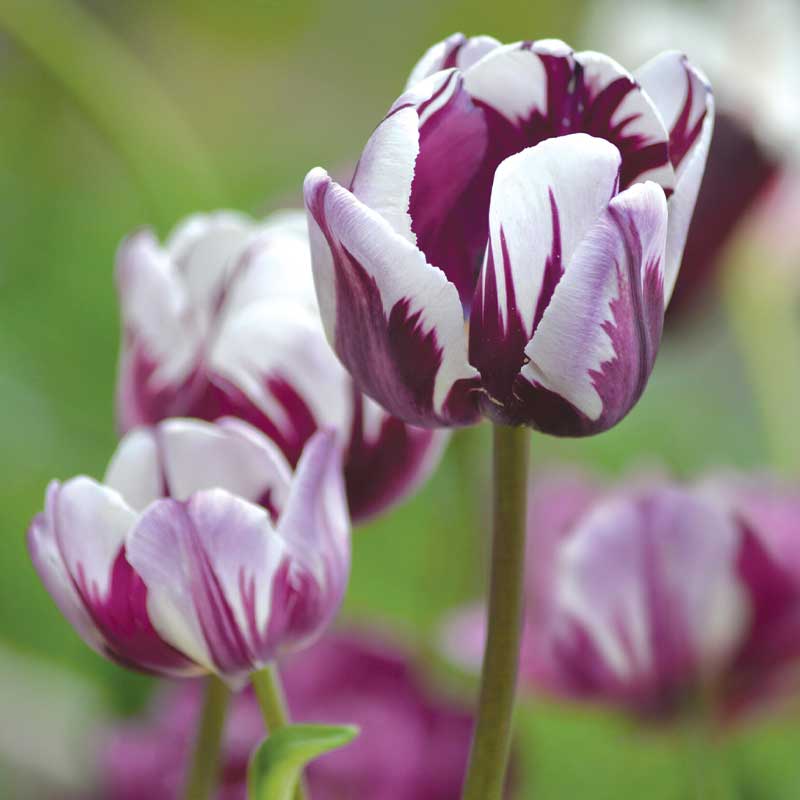 Triumftulipan 'Flaming Flag'