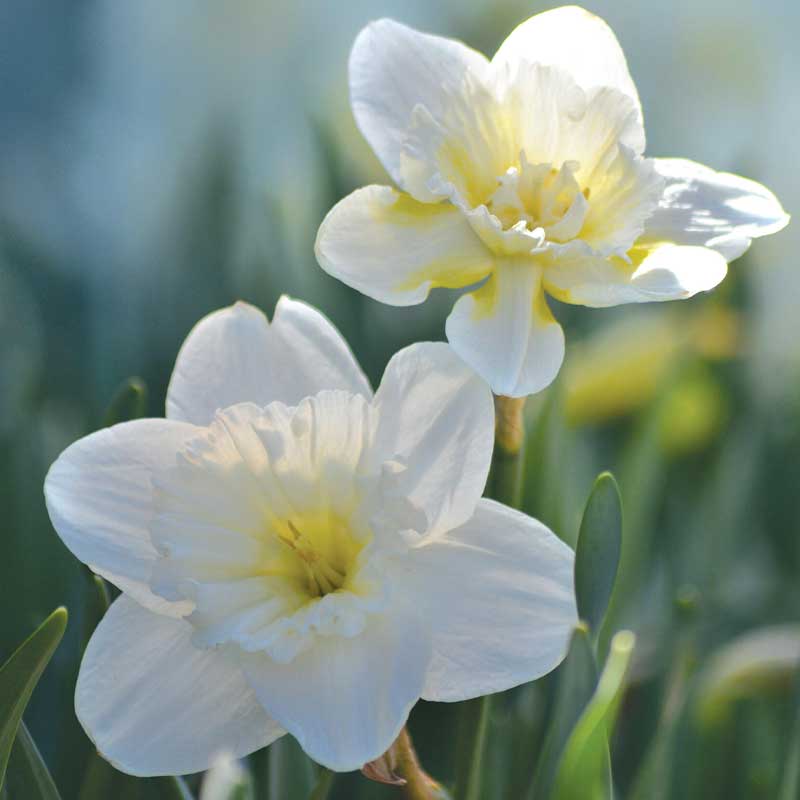 Påskelilje 'Mount Hood'