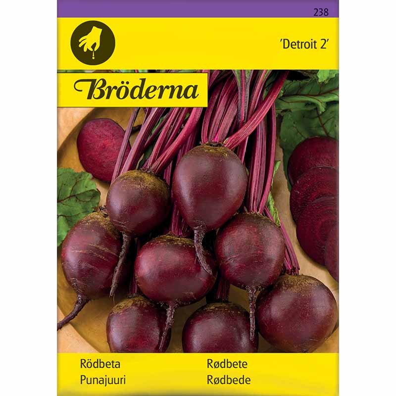 Rødbede 'Detroit 2'
