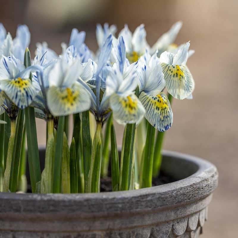 Forårsiris 'Katharine Hodgkin'