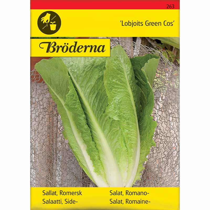 Romersk salat 'Lobjoits Green Cos'