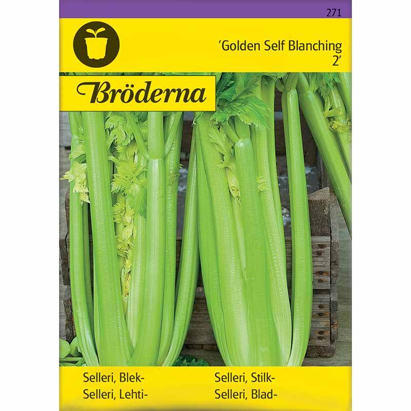 Bladselleri 'Golden Self Blanching 2'