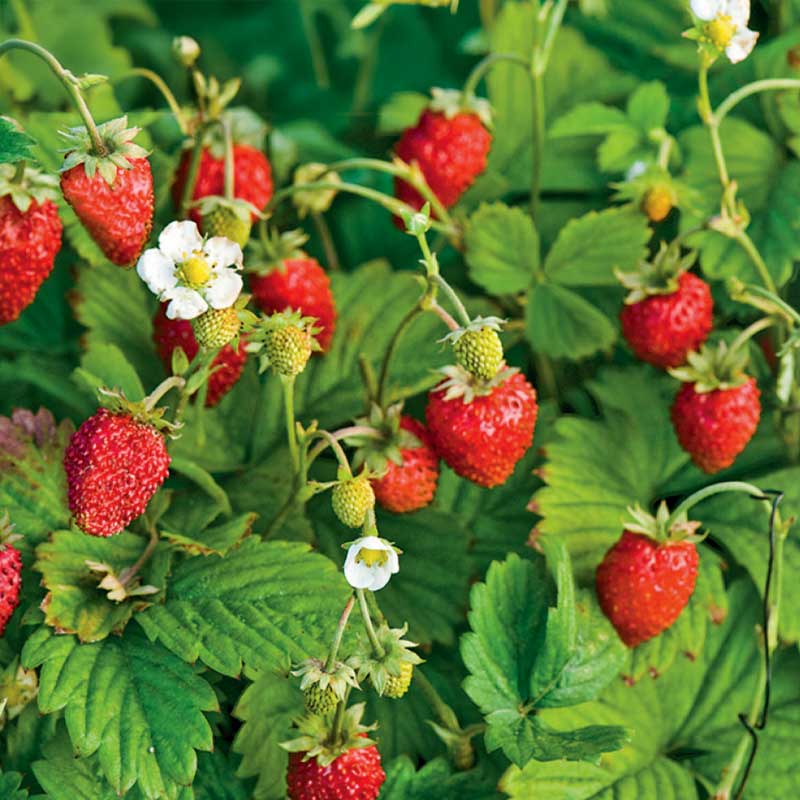 Månedjordbær 'Rügen'