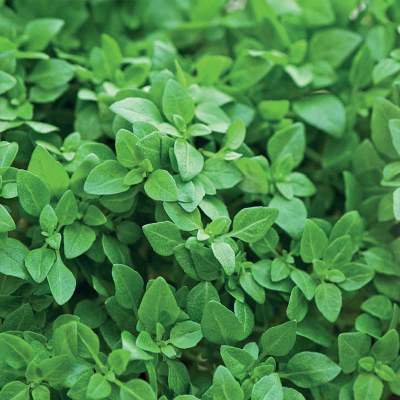 Basilikum 'Balkon star'