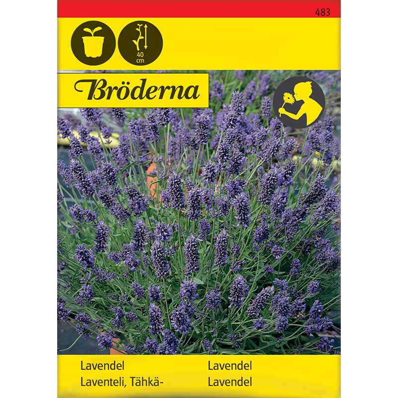 Lavendel