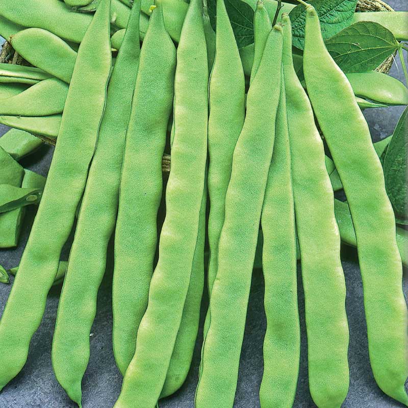 Snittebønne 'Admires'