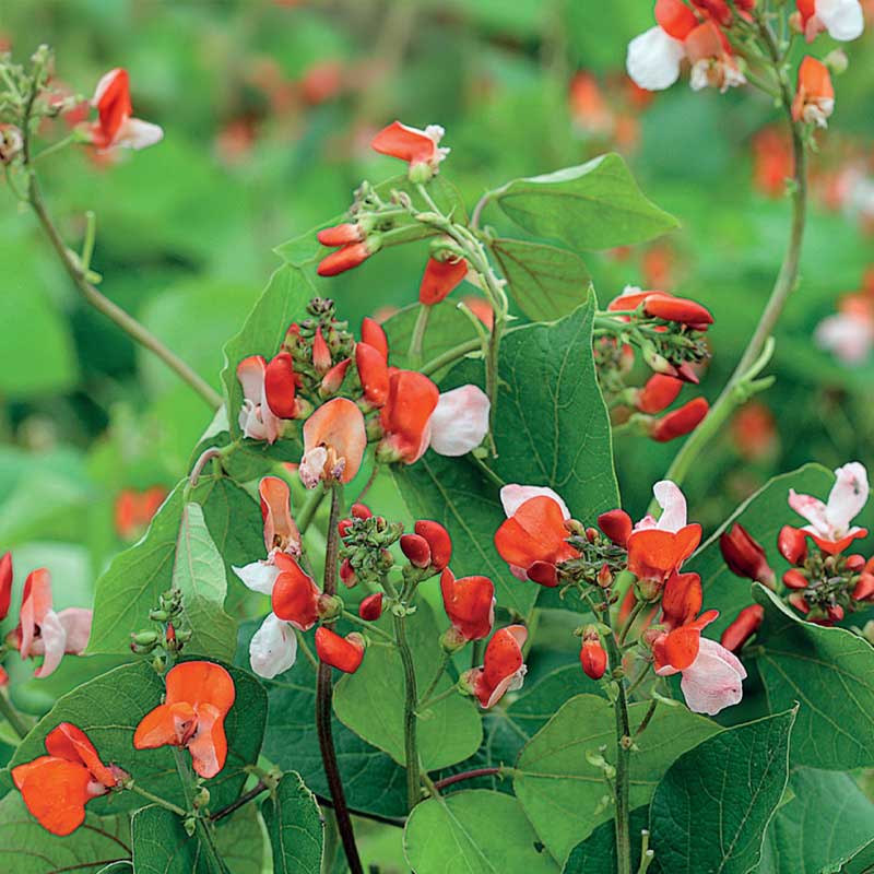 Slyngbønne 'Hestia'