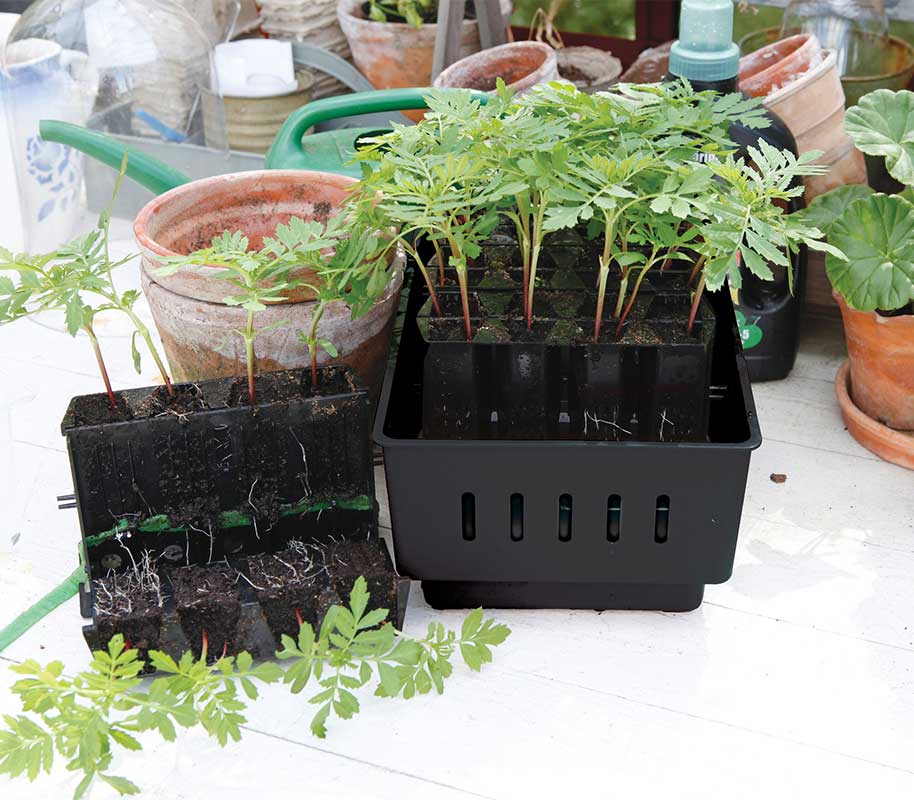 Minidrivhus Rootmaster sort