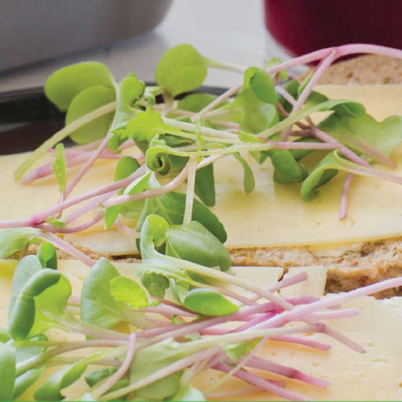 Mikrogrønt Radiseblade 'Sangria'