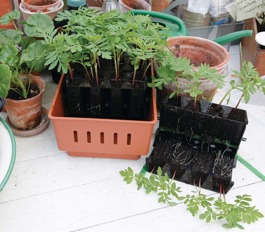 Minidrivhus Rootmaster brun