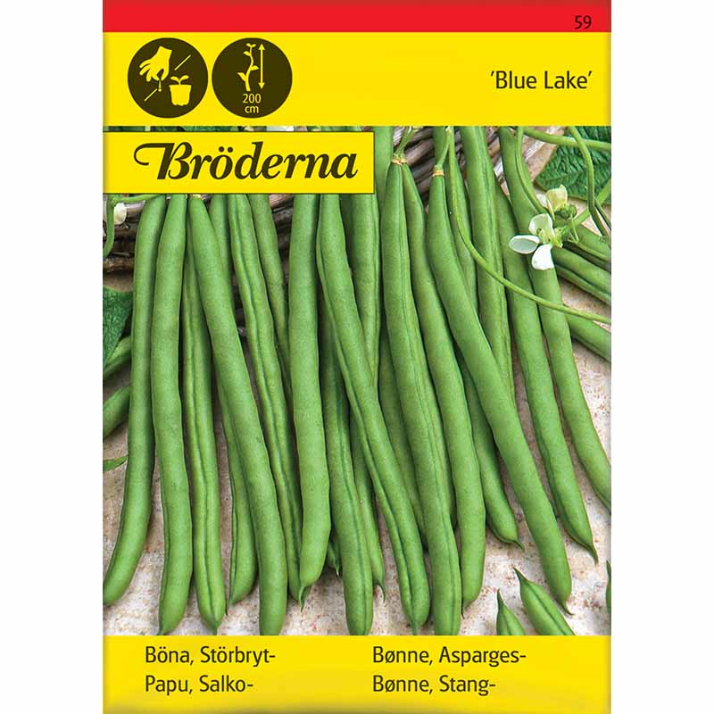 Stangbønne 'Blue lake'