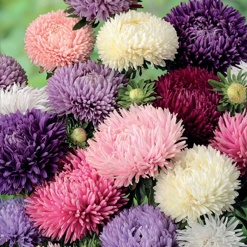 Amerikansk buskaster