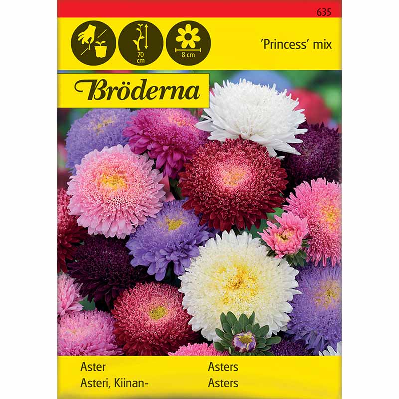 Asters 'Princess' mix