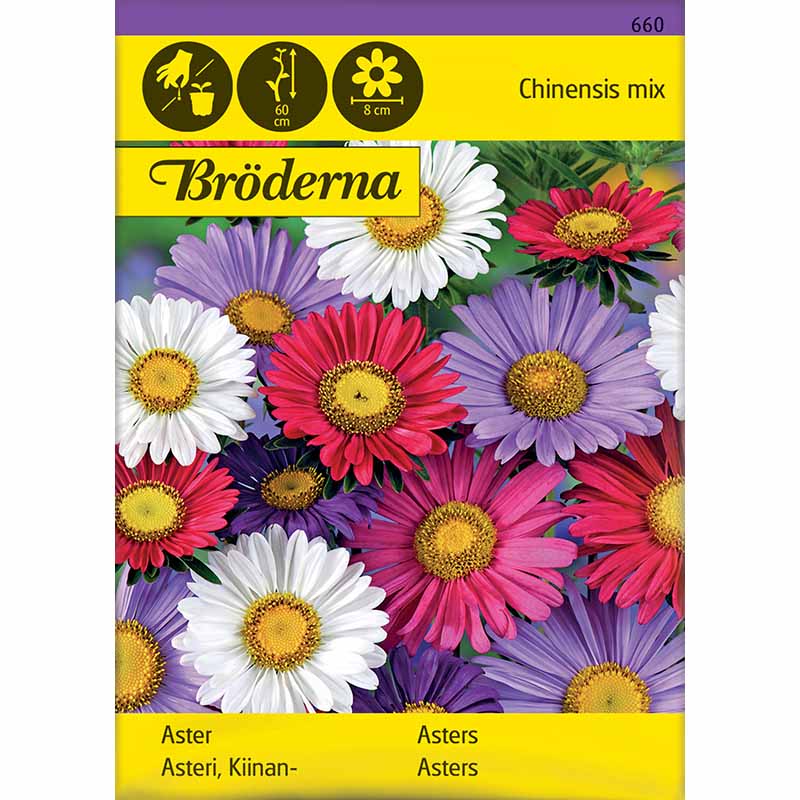 Sommerasters 'Chinensis mix'