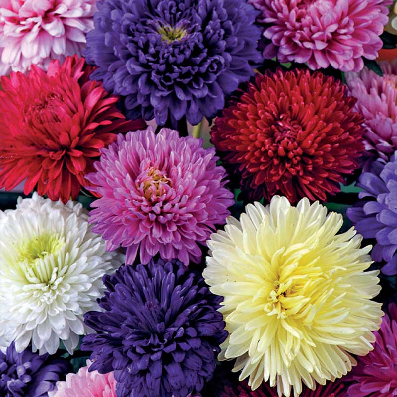 Dobbelt asters mix Økologisk