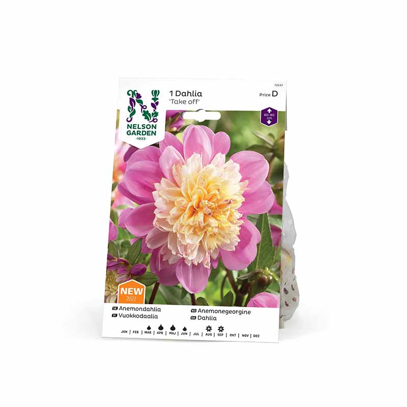 Anemone-dahlia 'Take Off'