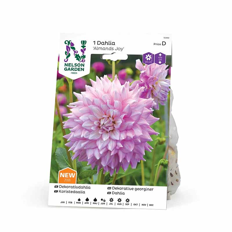 Dekorativ dahlia 'Almands Joy'