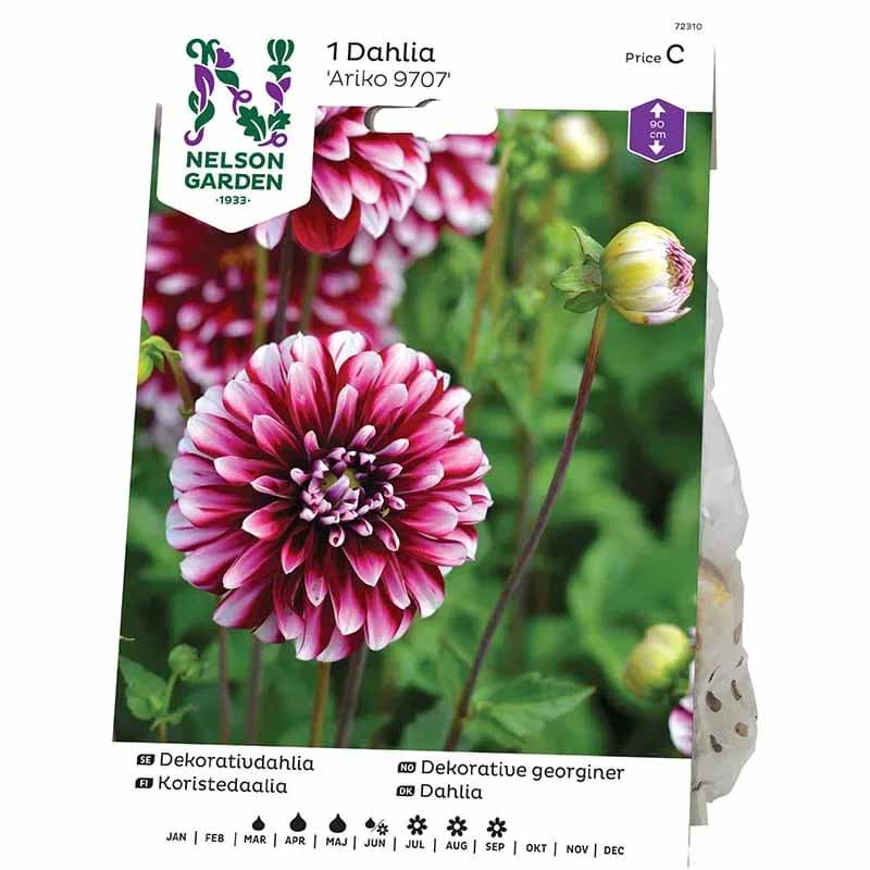 Dekorativ Dahlia 'Ariko 9707'
