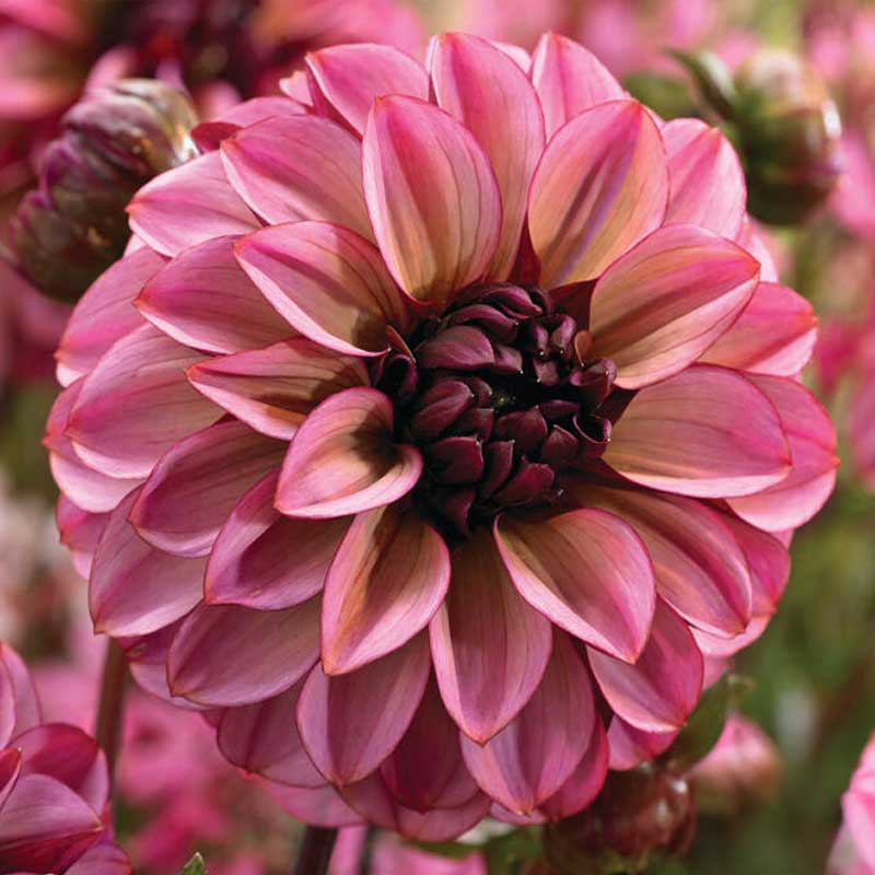 Dekorativ dahlia 'Seniors Hope'