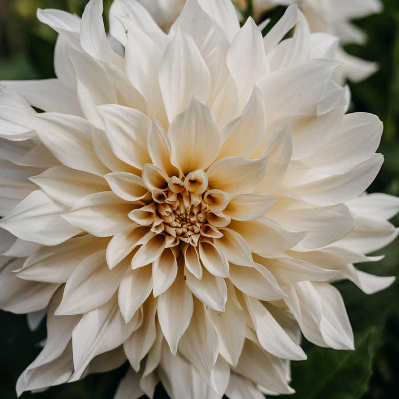 Dekorativ dahlia 'Café au Lait'