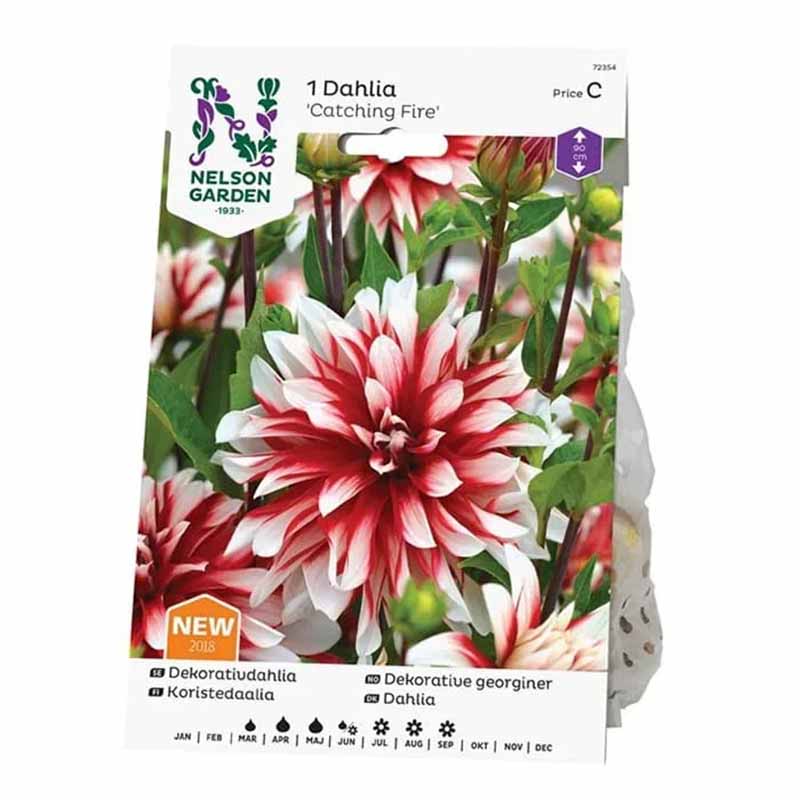 Dekorativ Dahlia 'Catching Fire'