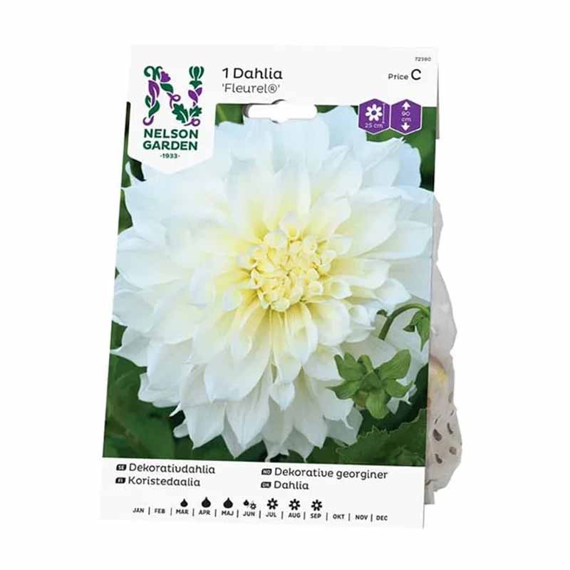 Dekorativ dahlia 'Fleurel'