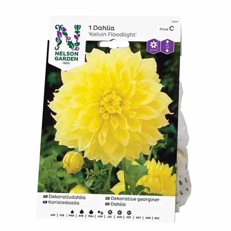 Dekorativ dahlia 'Kelvin Floodlight'