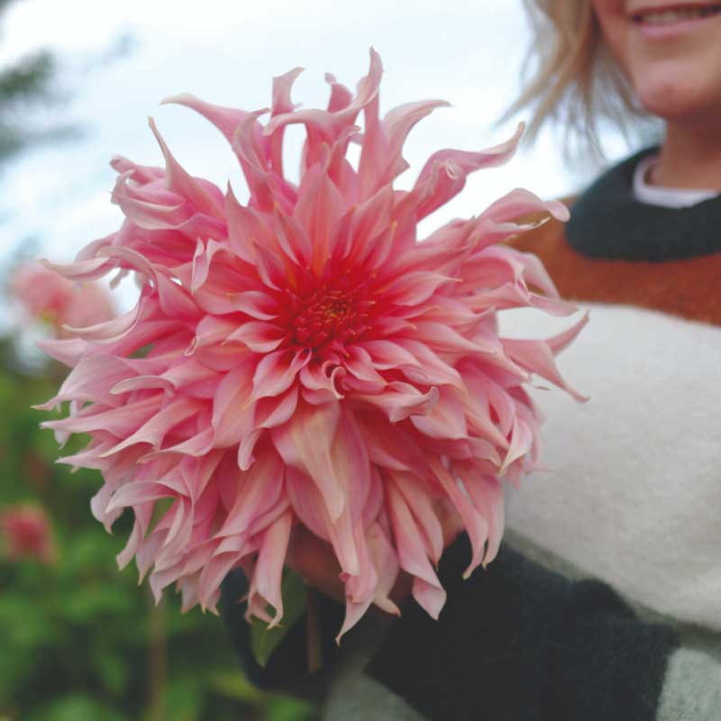 Dekorativ dahlia 'Penhill Watermelon'
