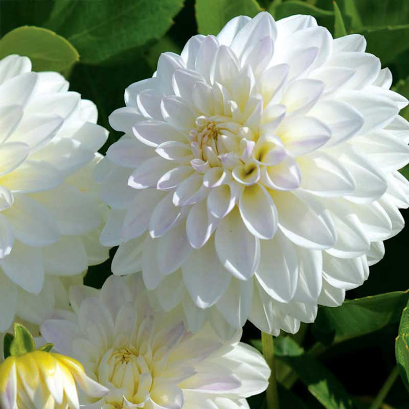 Dekorativ dahlia 'Wittem'