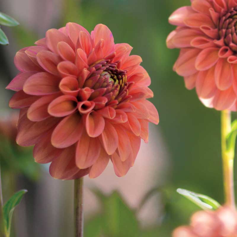 Dekorativ dahlia 'Cornel Brons'