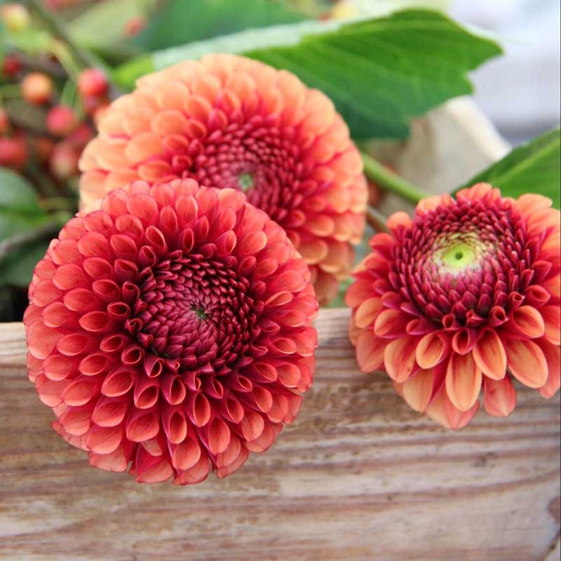 Pompondahlia 'Copperboy'