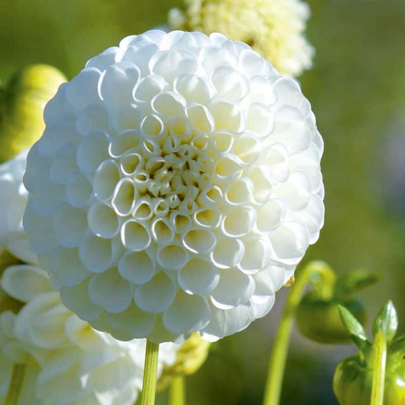 Pompon-dahlia 'Snowflake'