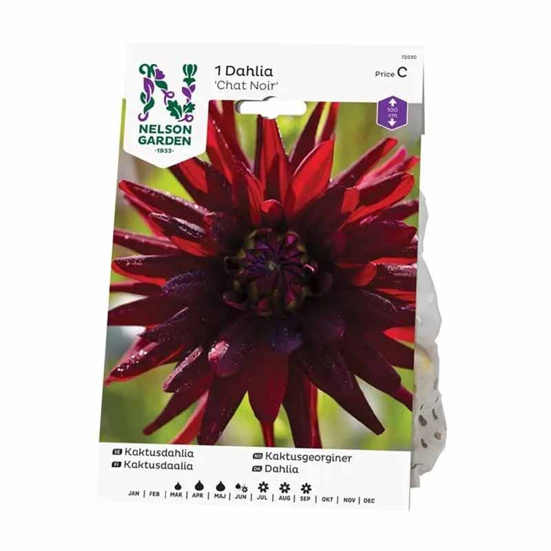 Kaktusdahlia 'Chat Noir'