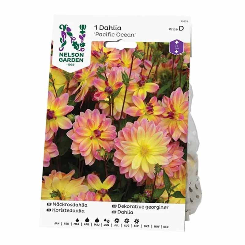 Vandlilje Dahlia 'Pacific Ocean'