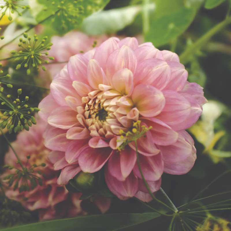 Nøkkerosedahlia 'Pink Magic'