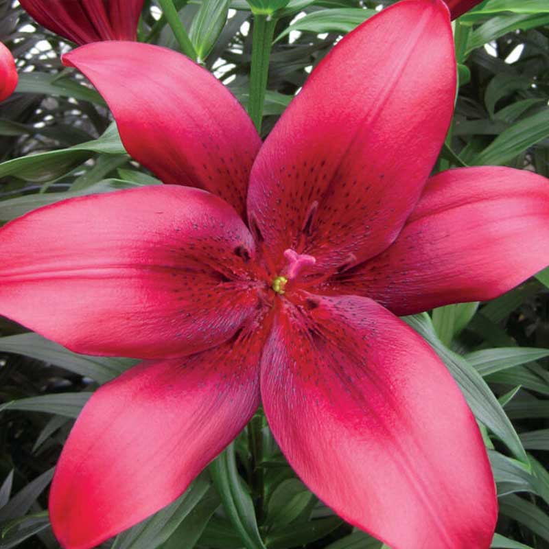 Asiatisk lilje 'Timoko'