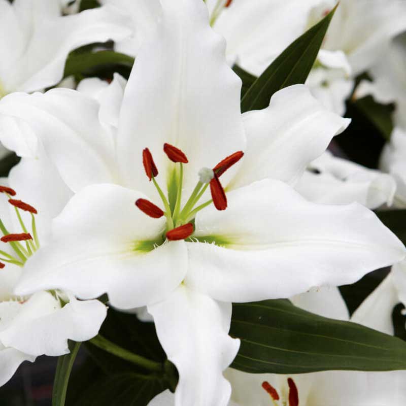 Orientlilje 'Rialto'