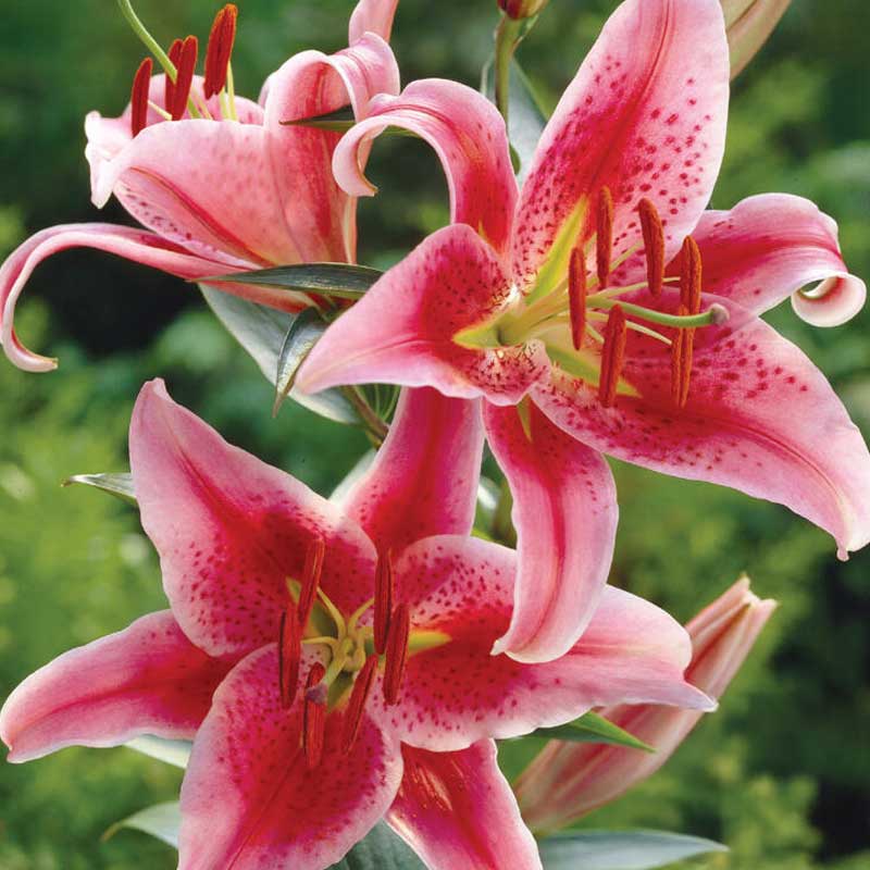 Orientlilje 'Star Gazer'