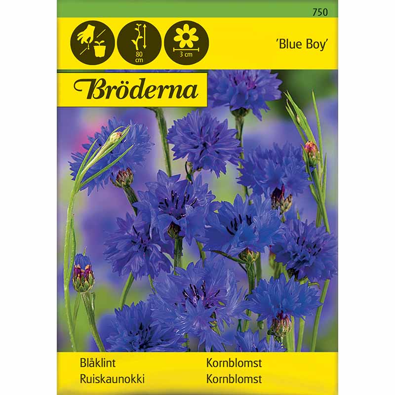 Kornblomst 'Blue Boy'