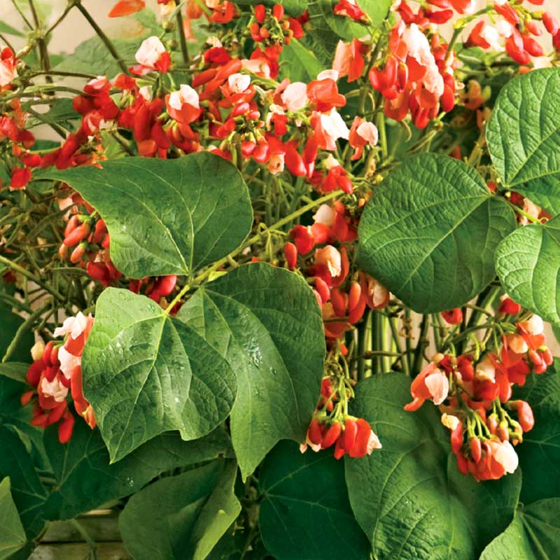 Slyngbønne 'Hestia'