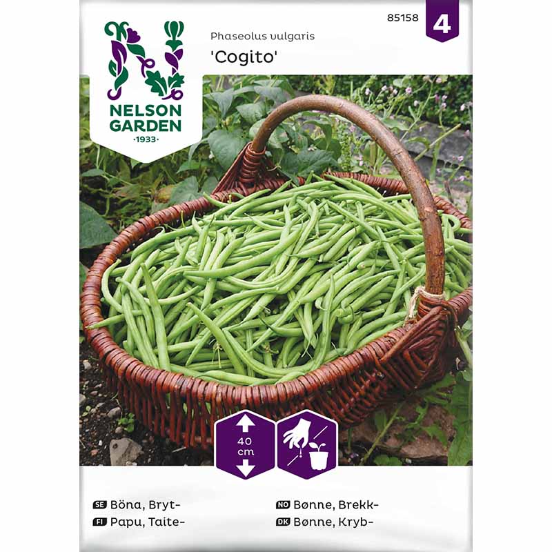 Buskbønne 'Cogito'