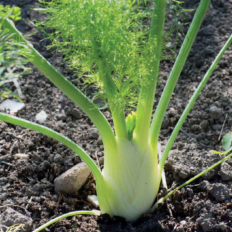 Fennikel 'Finale' Organic