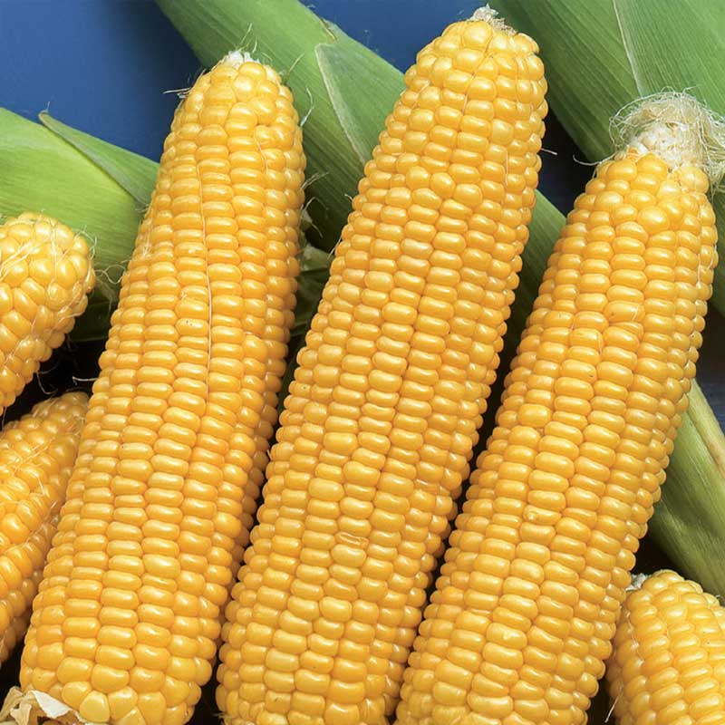 Sød majs 'Tasty Sweet' F1