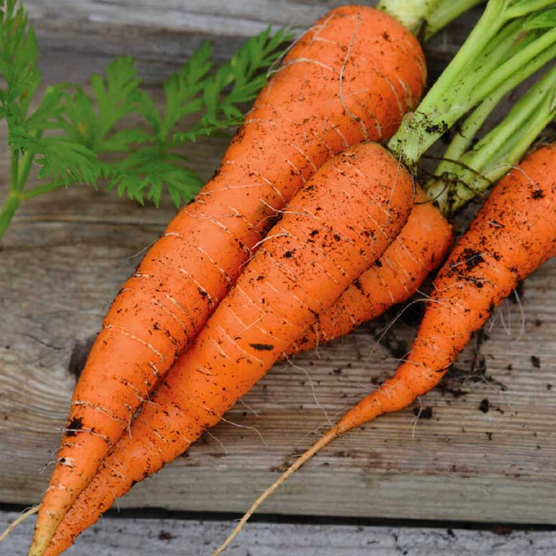 Vintergulerod 'Flakkée 2' Økologisk