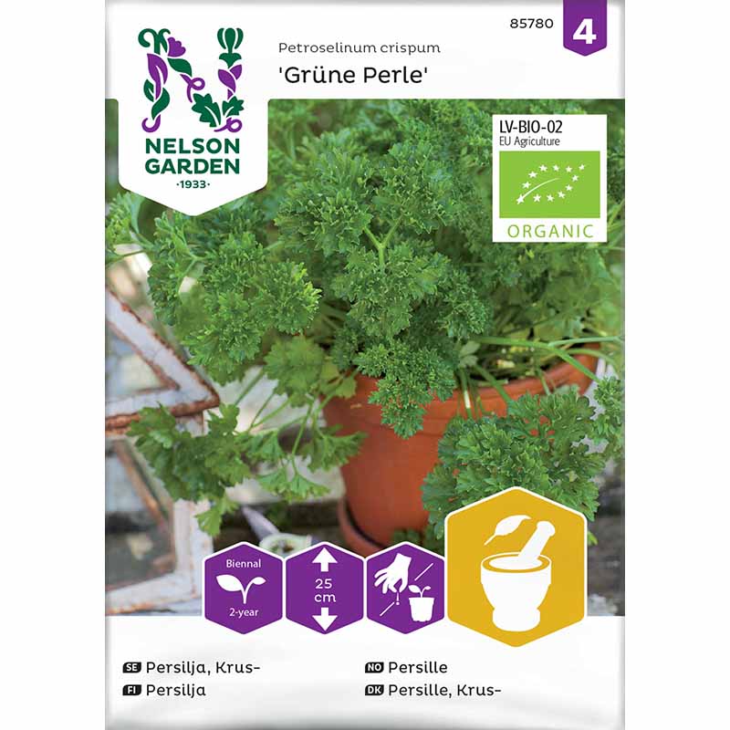 Bladpersille 'Grüne Perle'