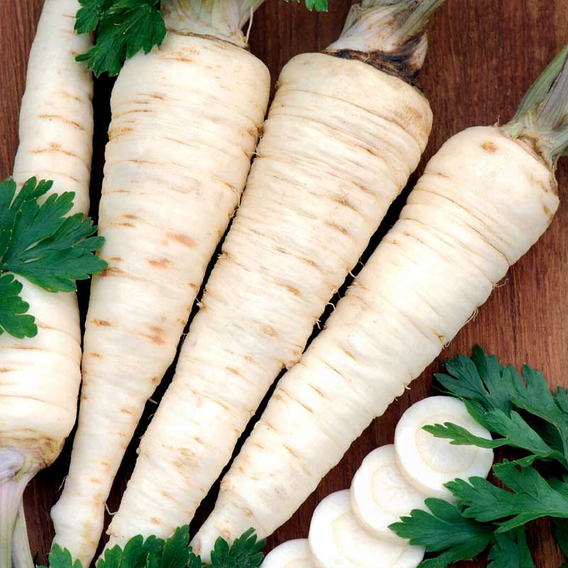 Rodpersille 'Halblange'