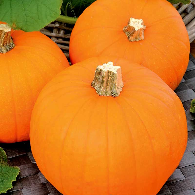 Minigræskar 'Baby Bear'